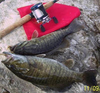Bronzebacks. The fishing reel is a 6500c4 to give some size perspective.