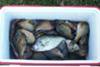 Cooler Full Of Panfish