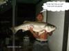 38 pound Striped Bass <br> Caught Fishing The American River