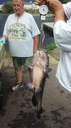 Weighing The 20 Pound Catfish On The Scale