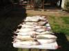 Walleye Lined Up For The Fish Fry