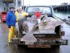 Monster Alaskan Halibut