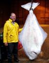 Monster Alaskan Halibut