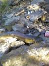 Pike Caught in a Shallow Rocky River