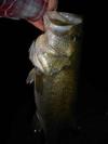 Another bass caught within a couple hours while fishing at night