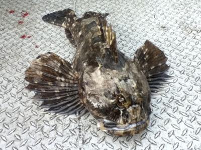 The Cabazon Fish on the Deck